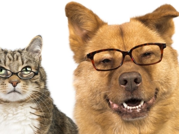 Cand si cum fac deparazitarea la animalul meu de&nbsp;companie?